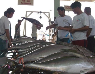 yellowfin+tuna.jpg